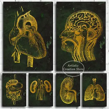 Abstraktne Kuld Inimese Keha Anatoomia Hammaste Värvi Plakati, Kunsti Lõuend Maali Seinale Pildi, mis Sobib Kliiniku Meditsiiniline Haridus Decor